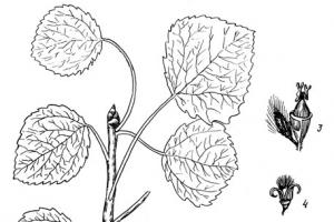 Семейство Ивовые - Salicaceae