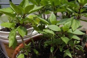 Как правильно выращивать и ухаживать за базиликом в теплице