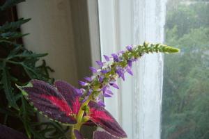 Колеус (54 фото): пестрое растение для украшения дома и сада Крапива не жгучая белыми цветками
