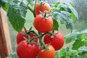 Kur të mbillni fidanët e domates në një serë Në çfarë temperature mund të mbillen domatet?