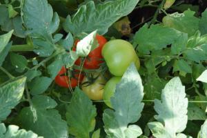 Kuparilangan käytön ominaisuudet tomaattien myöhäisruttoa vastaan ​​Suojaa tomaattien myöhäisruttoa vastaan ​​kuparilangalla