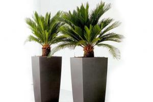 Indoor palm trees, photos, home care
