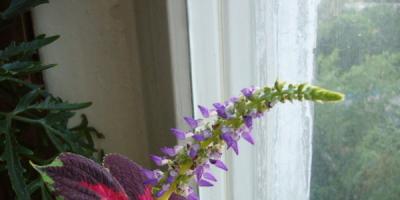 Coleus (54 Fotos): eine bunte Pflanze zur Dekoration von Haus und Garten. Brennnesseln mit nicht stechenden weißen Blüten