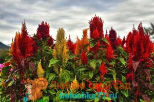 Amarantti: kasvilajin ominaisuudet ja kasvuominaisuudet Vadelmahelmet kukat kasvaa