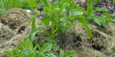 Mulcirea cu iarbă Este posibilă mulcirea cu iarbă de gazon proaspăt tăiată?