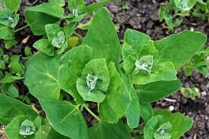 Im Garten Quinoa – gegen Gicht, gegen Borschtsch