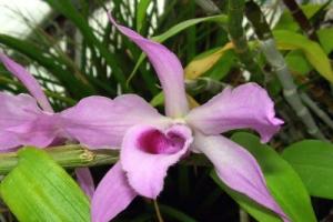 Dendrobium-orkideoiden oikea viljely kotona