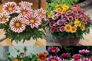 Planting gazania for seedlings: cultivation and care Gazania harsh herbaceous plants for open ground