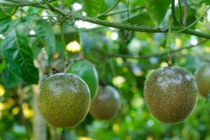 Pasjonsfrukt: beskrivelse, dyrking og fordelaktige egenskaper til pasjonsfrukt