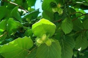 Hasselpähkinöiden kasvatus pähkinöistä kotona Hasselpähkinän lisäys ja hedelmät