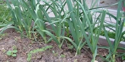 Ako správne zasadiť cesnak na jar a je možné na jar vysadiť zimnú odrodu?