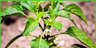 Cosa fare se compaiono dei buchi sulle foglie del peperone Le foglie del peperone nei buchi chi le mangia?