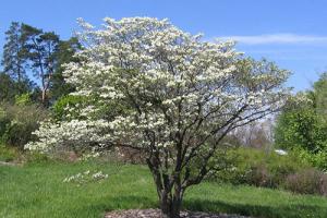 Grafting dogwood with cuttings