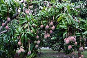 Як виглядає рослина манго