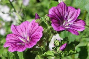 Sléz – vypěstování krásné květiny ze semen