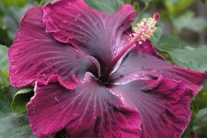 Hibiscus flower: cultivation, care and photo Hibiscus male heart annual