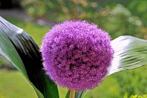 Dekorativ løk (Allium): egenskaper, planting, stell og forplantning