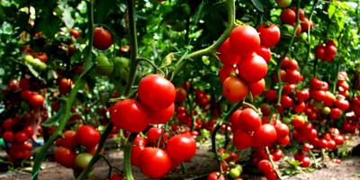 Komposiittugevduse kasutamine aias ja dachas Osta klaaskiudpulgad tomatitele