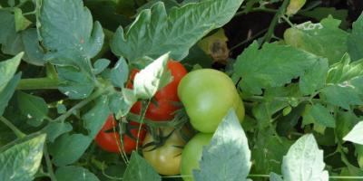 Egenskaper ved bruk av kobbertråd mot senskade på tomater Beskyttelse mot senskade på tomater med kobbertråd