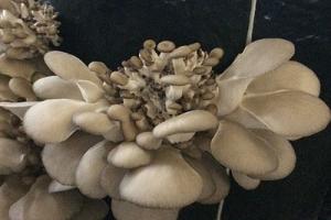 Diseases of oyster mushrooms and their causes Is it possible to eat oyster mushrooms with yellow spots