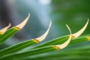 Malattie comuni delle piante d'appartamento: foglie appiccicose
