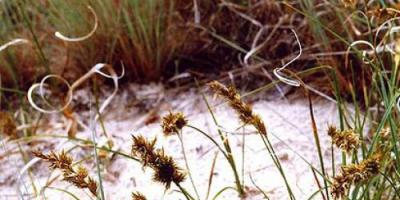 Sand-Segge - Carex arenaria l