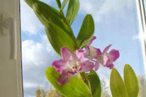 Dendrobium-Sternklasse: häusliche Pflege