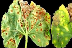Geraniumin taudit ja kotitalouden tuholaiset, joista et tiennyt Pelargoniumkukkien lehdissä on jauhoinen pelargoniumpinnoite