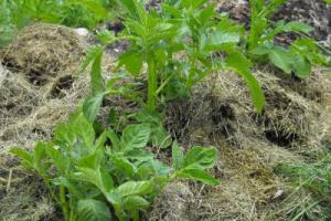 Мульчування травою Чи можна мульчувати свіжоскошеною газонною травою