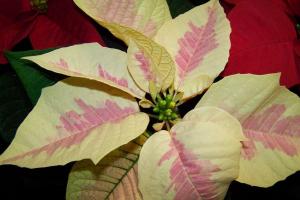 Poinsettia: ako sa starať doma, ako prerezávať vianočnú hviezdu