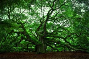 Сколько лет живут деревья дуб и береза?