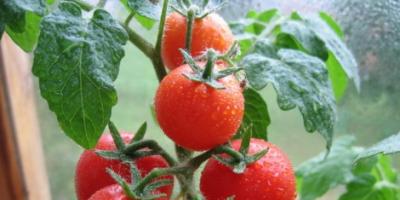 온실에 토마토 모종을 심는시기 토마토는 어떤 온도에 심을 수 있습니까?